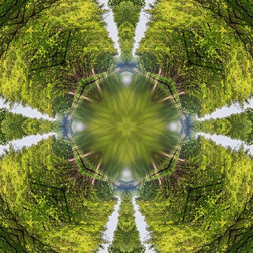Trees Kaleidoscope Cropped