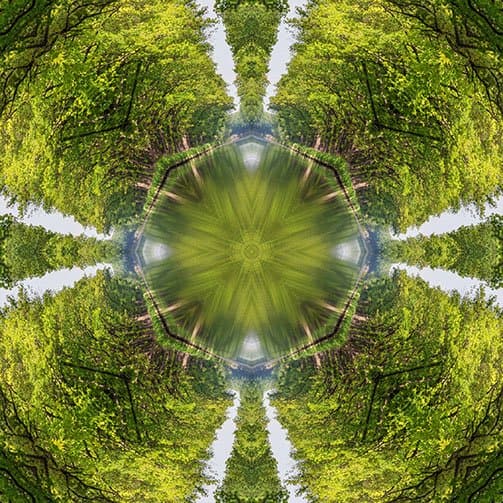 Trees Kaleidoscope Cropped